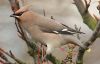 Waxwing at Southend (Steve Arlow) (84551 bytes)